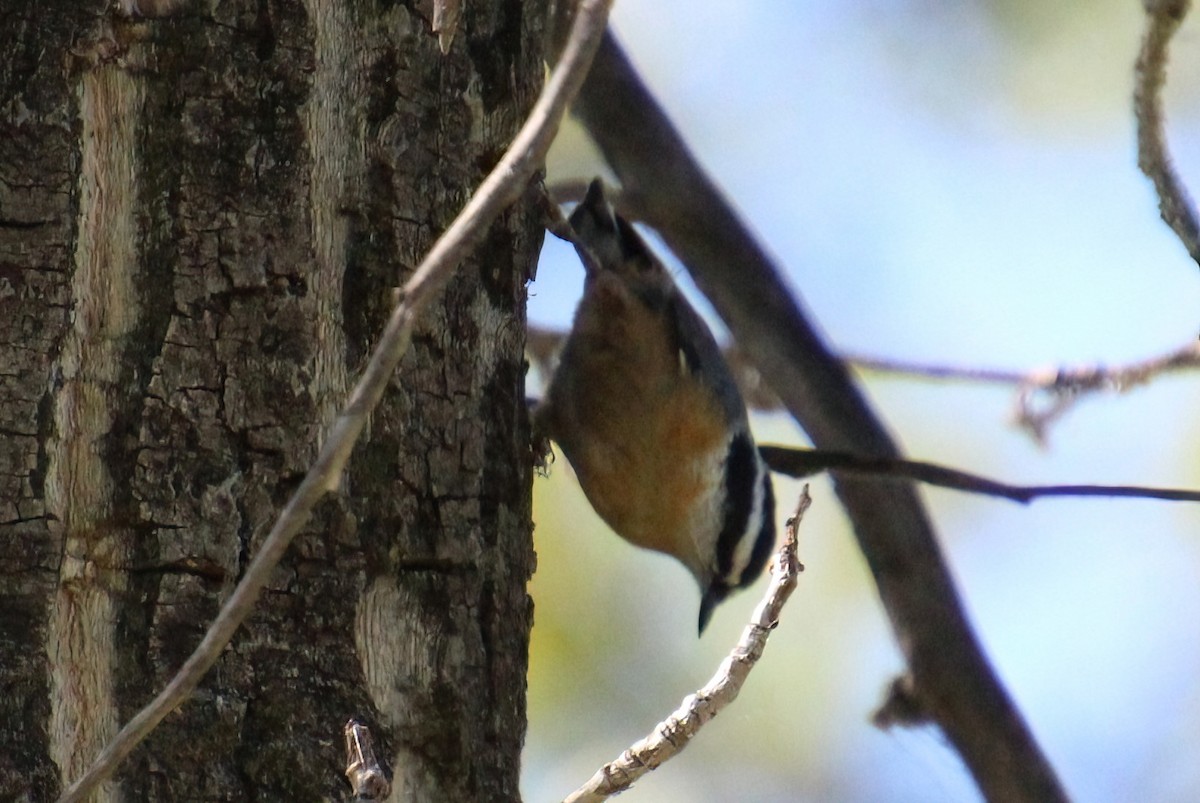 Red-breasted Nuthatch - ML603168701