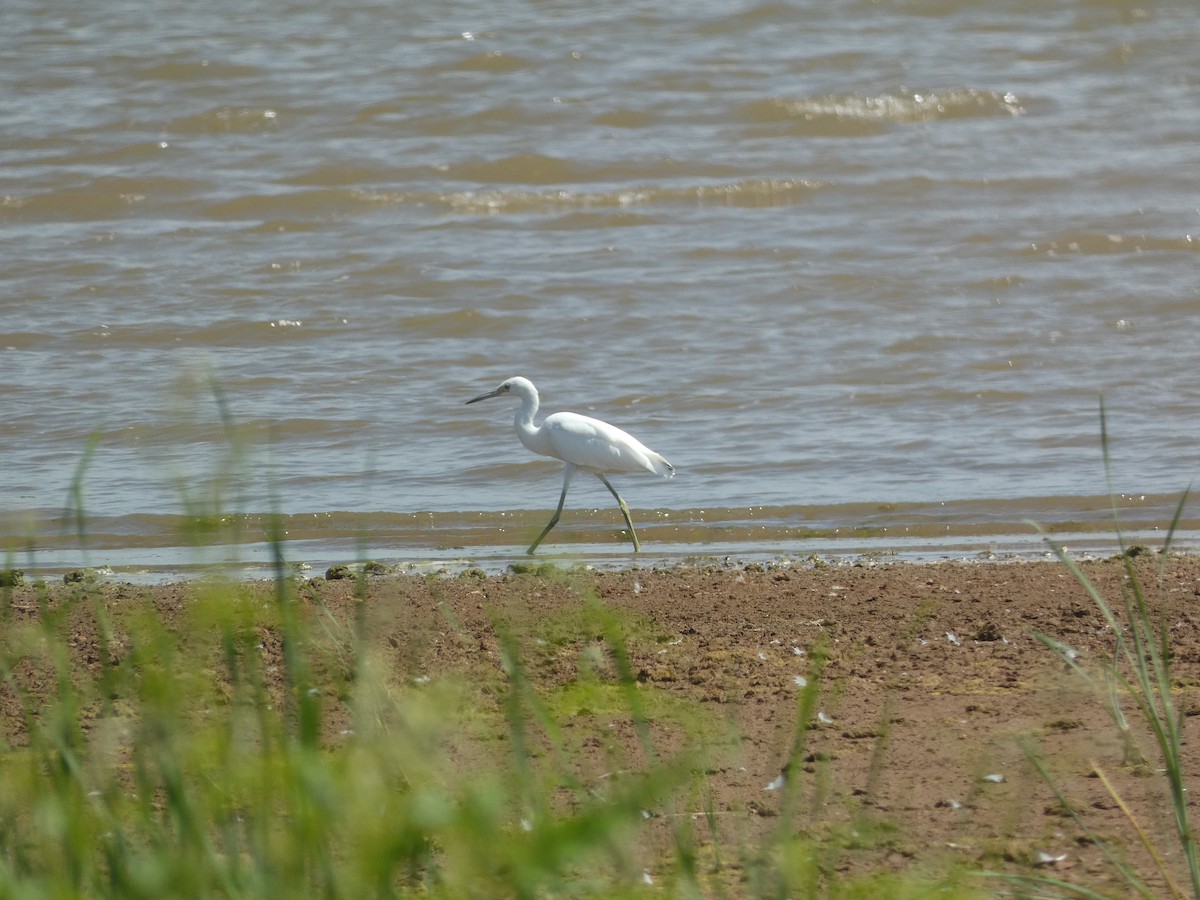 Little Blue Heron - ML603168821