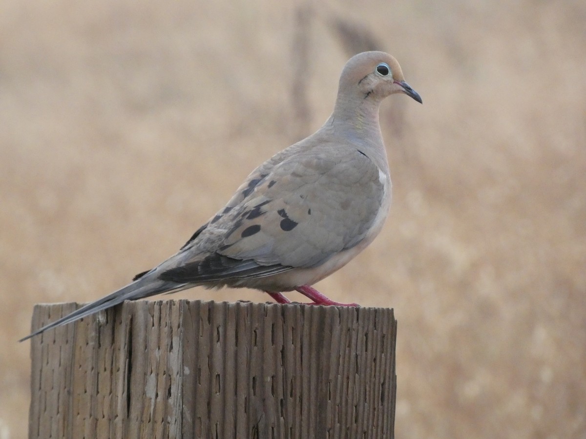 Mourning Dove - ML603168861