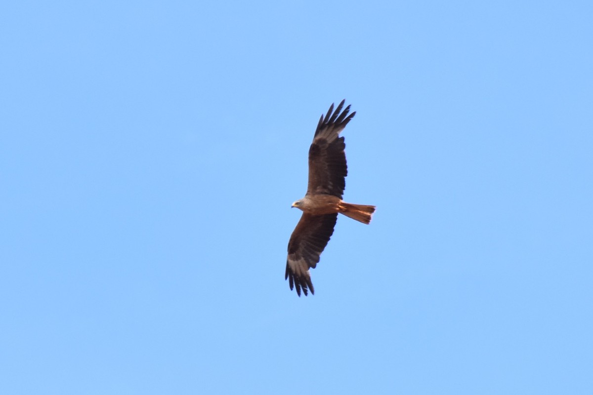 Red Kite (Cape Verde) - Christoph Randler