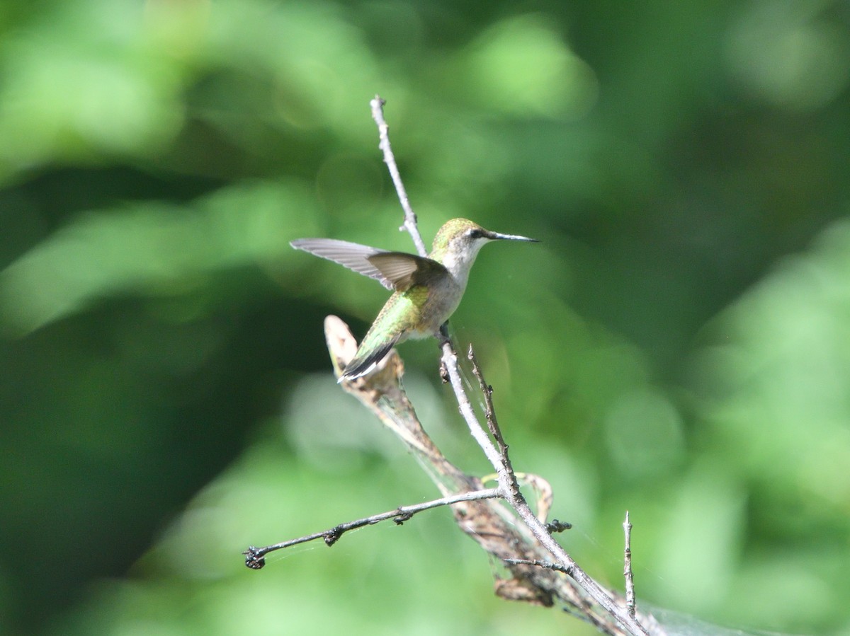 Ruby-throated Hummingbird - Louis Lemay