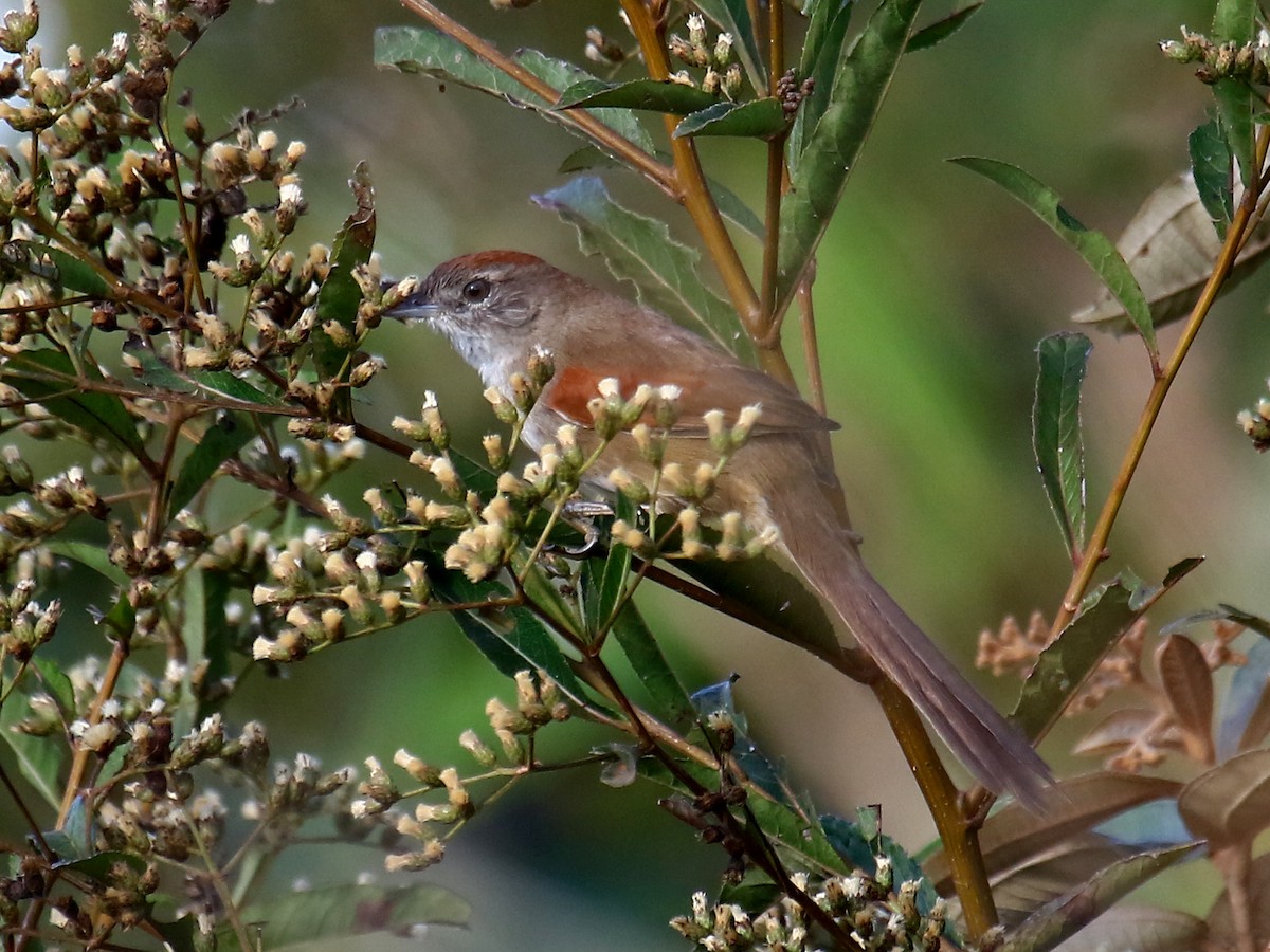 Pale-breasted Spinetail - Carmen Lúcia Bays Figueiredo