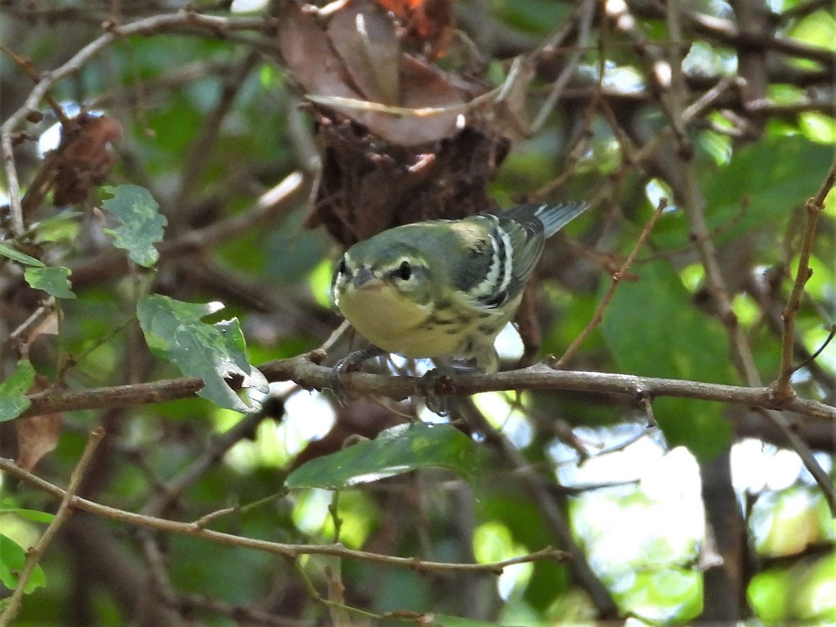 Cerulean Warbler - ML603169631
