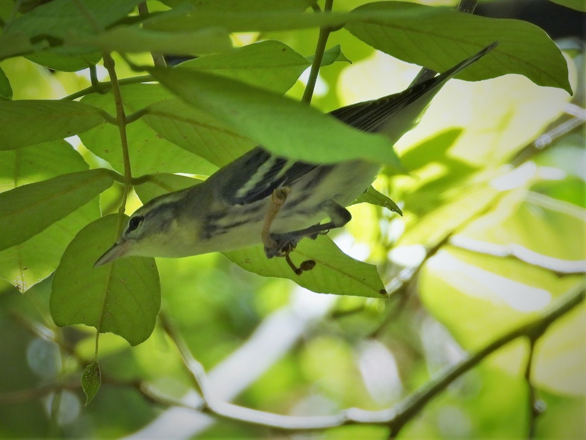 Cerulean Warbler - ML603169641