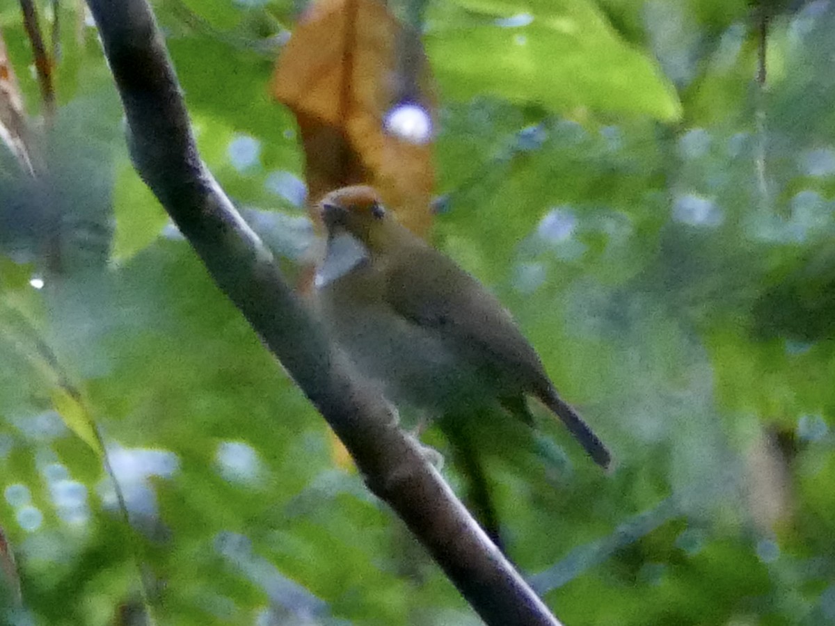 Rufous-browed Flycatcher - ML603169681