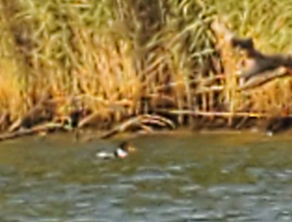 Red-breasted Merganser - ML603170581