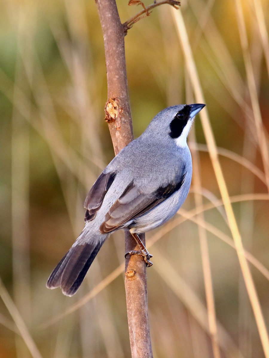 White-banded Tanager - Carmen Lúcia Bays Figueiredo
