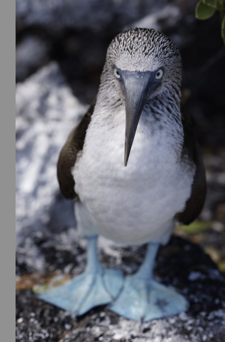 Blue-footed Booby - ML603172571