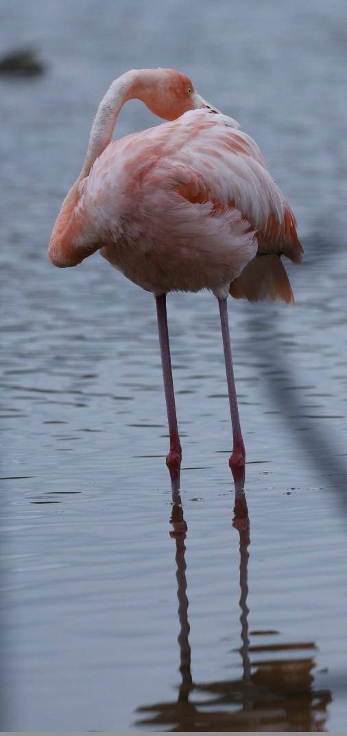 American Flamingo - Newton Liu