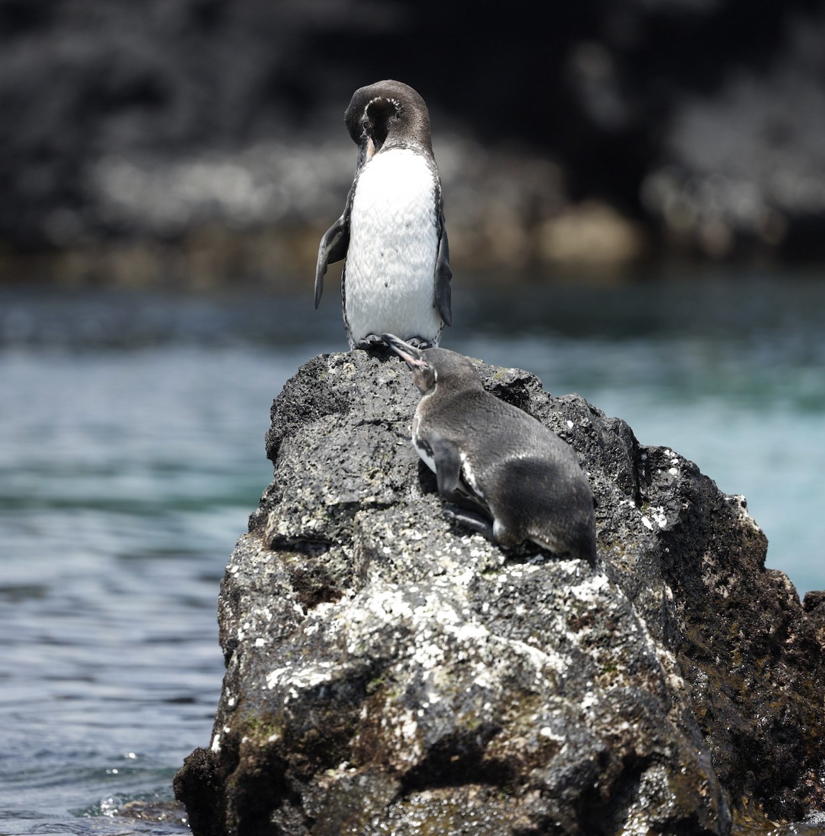 Galapagos Penguin - ML603172691
