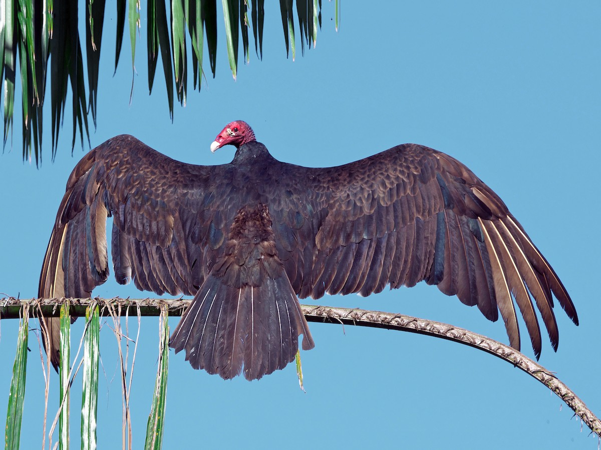 Adult (Northern)