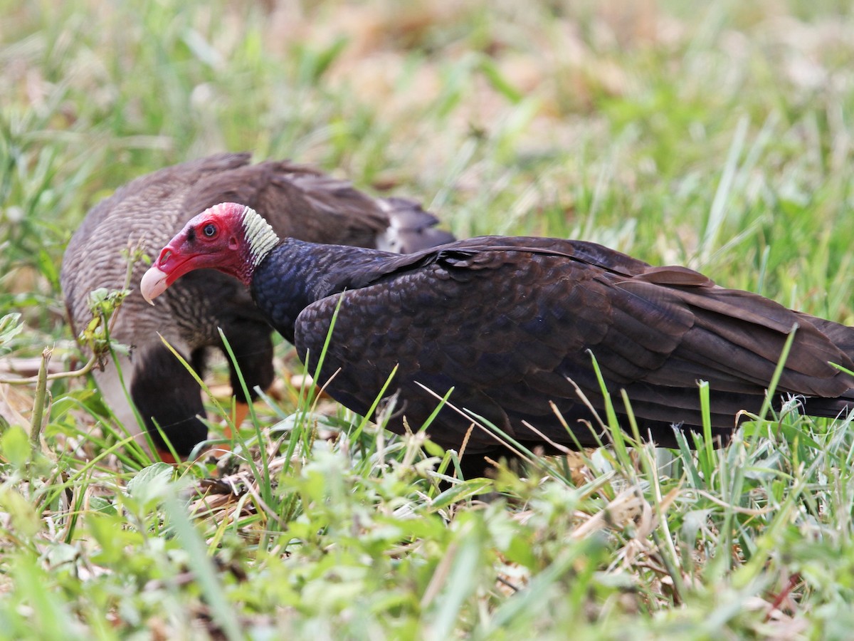 Adult (Tropical) (with Southern Caracara)