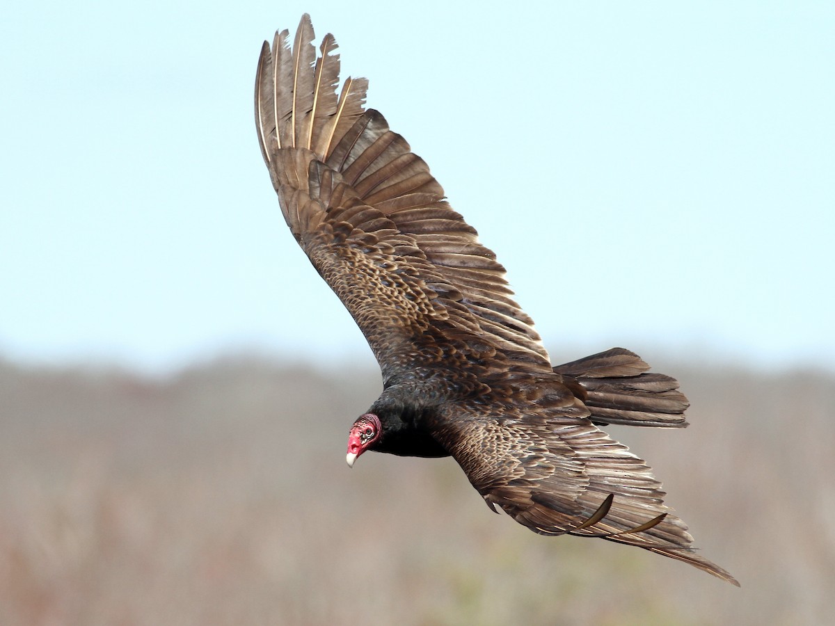 Adult (Northern)