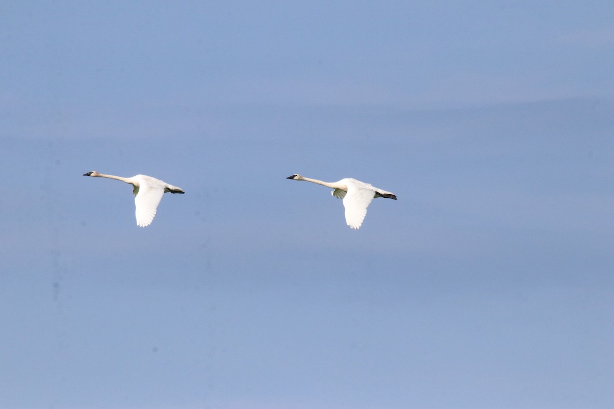 Trumpeter Swan - ML603173731