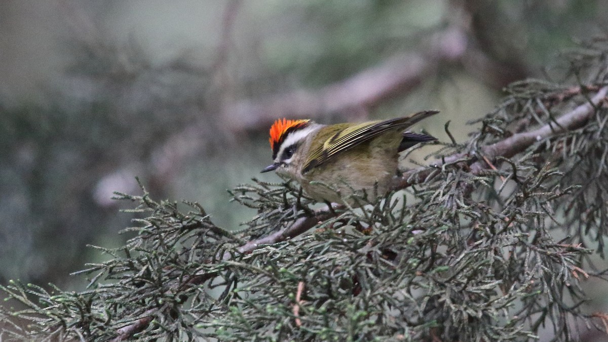 Golden-crowned Kinglet - ML603173751