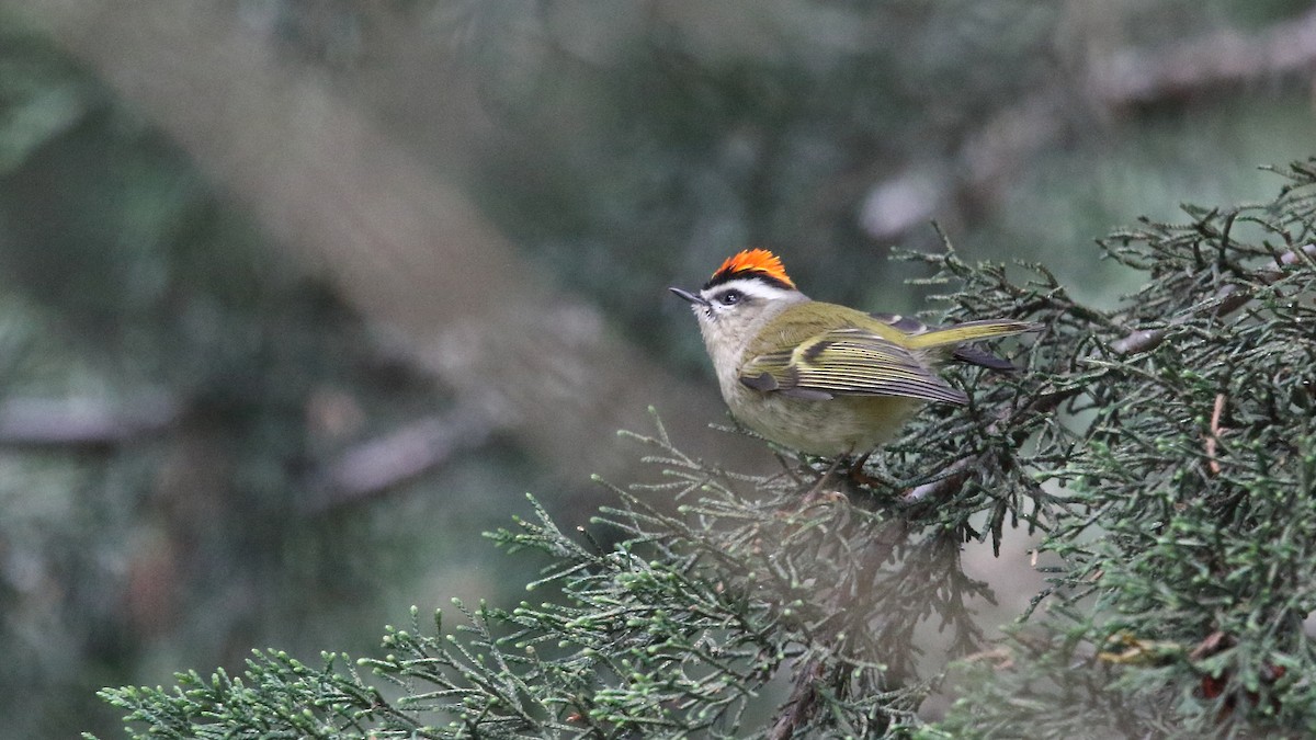 Golden-crowned Kinglet - ML603173771