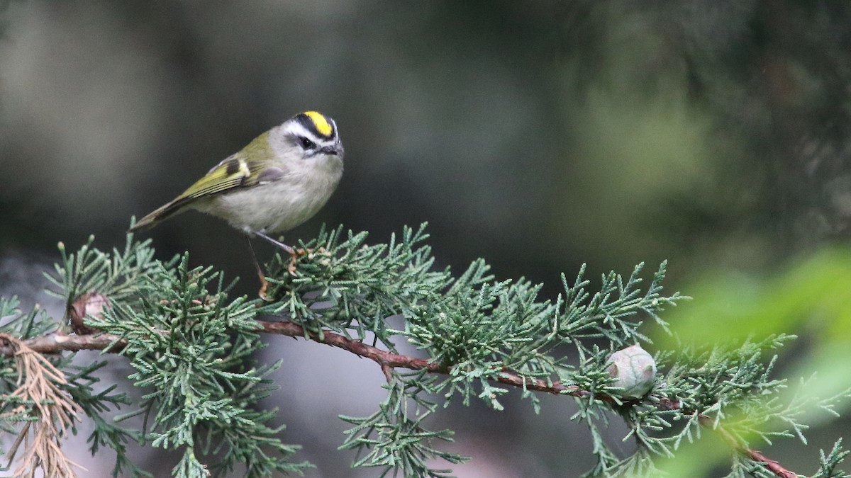 Golden-crowned Kinglet - ML603173801