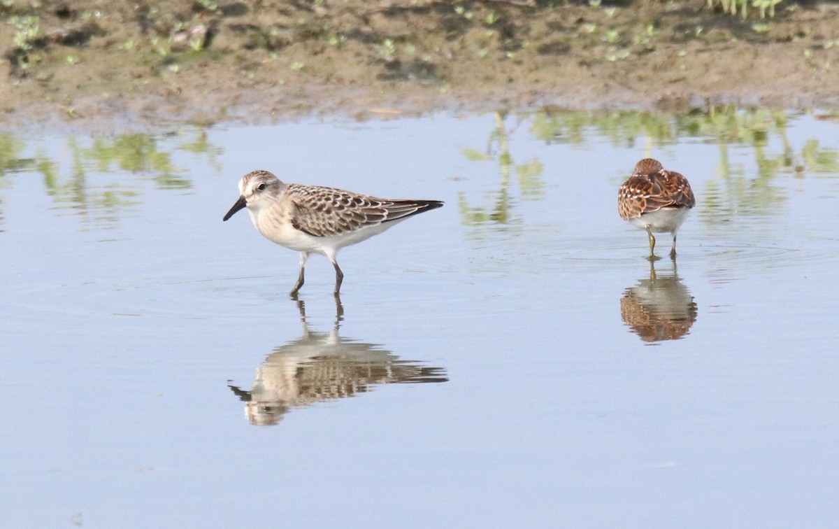 Semipalmated Sandpiper - Keith Matthieu