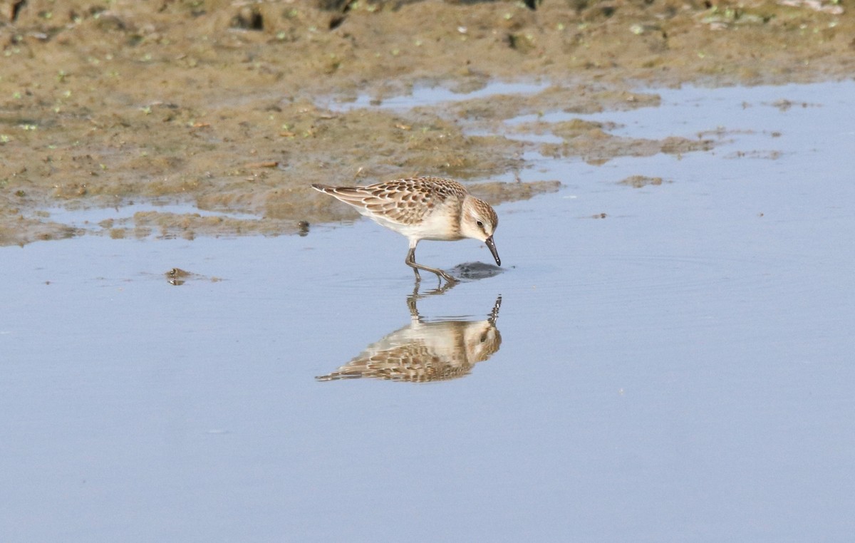 Semipalmated Sandpiper - ML603173911