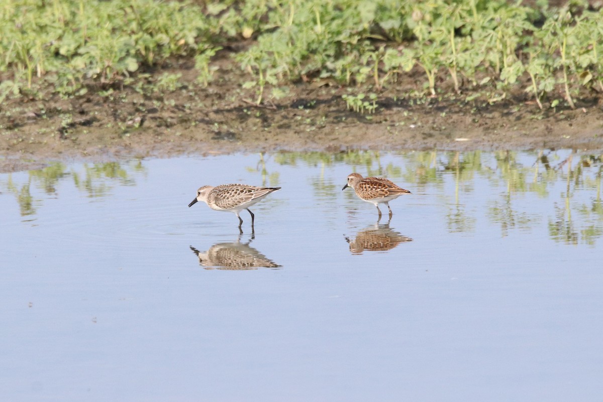 Semipalmated Sandpiper - ML603173921