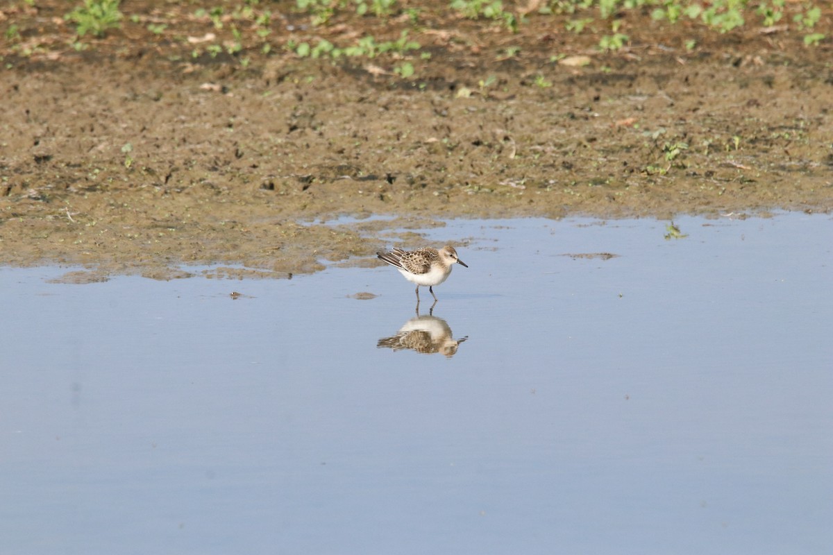 Semipalmated Sandpiper - ML603173931