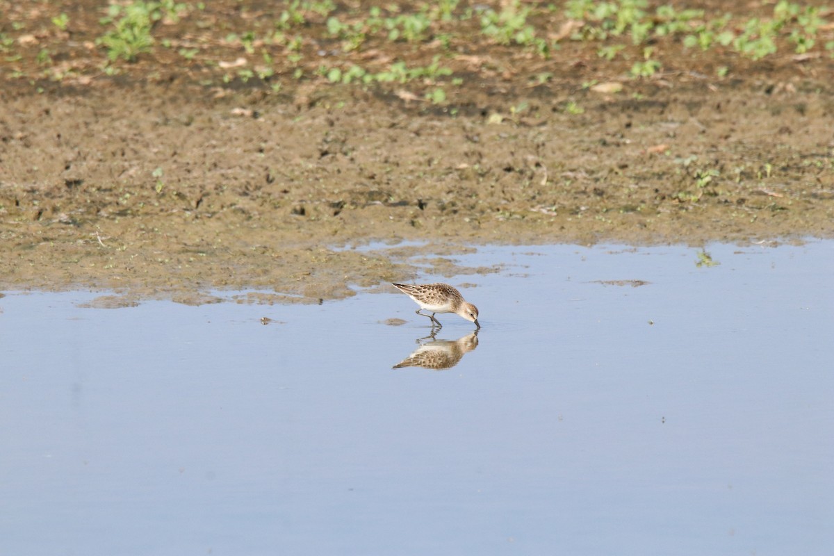 Semipalmated Sandpiper - ML603173941