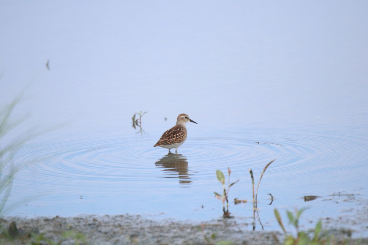 Least Sandpiper - ML603174011