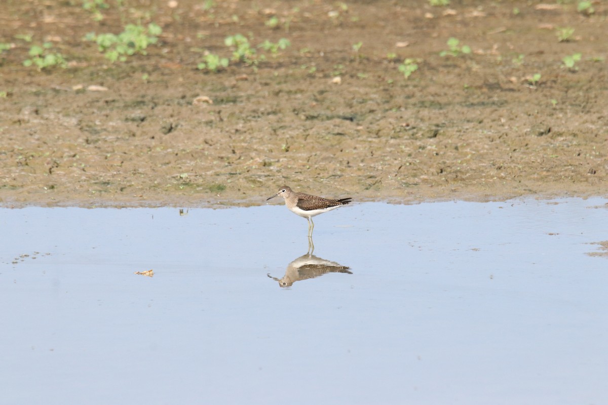 Solitary Sandpiper - ML603174041