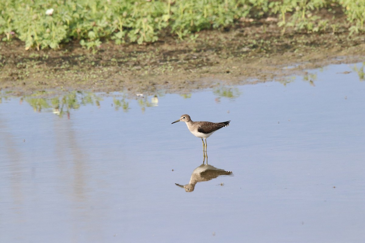 Solitary Sandpiper - ML603174051