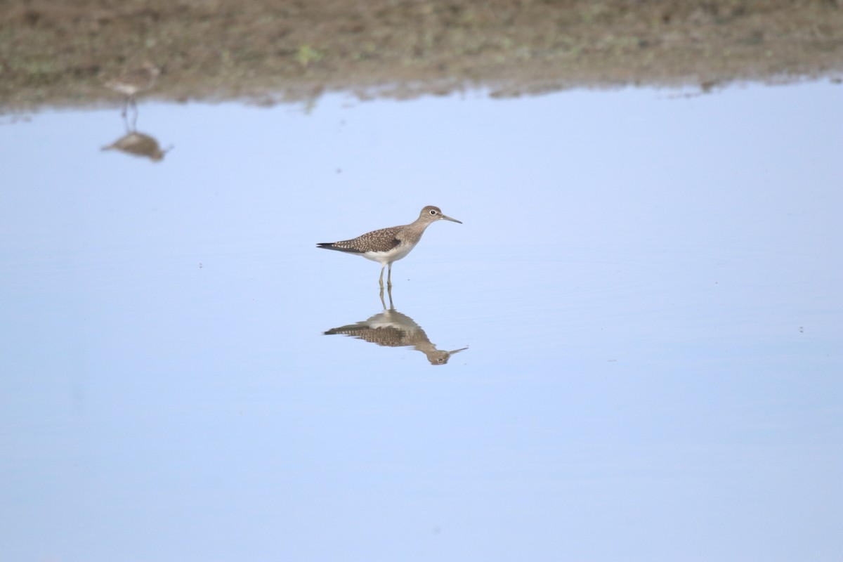 Solitary Sandpiper - ML603174061