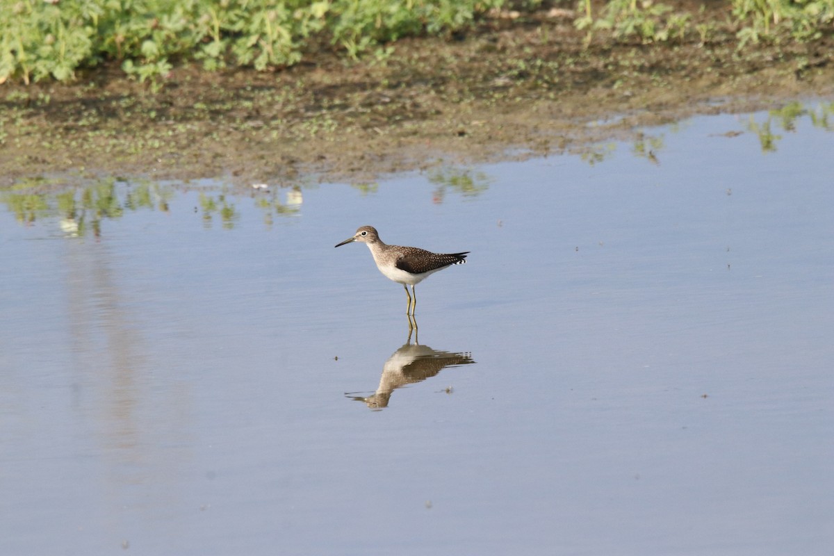 Solitary Sandpiper - ML603174071