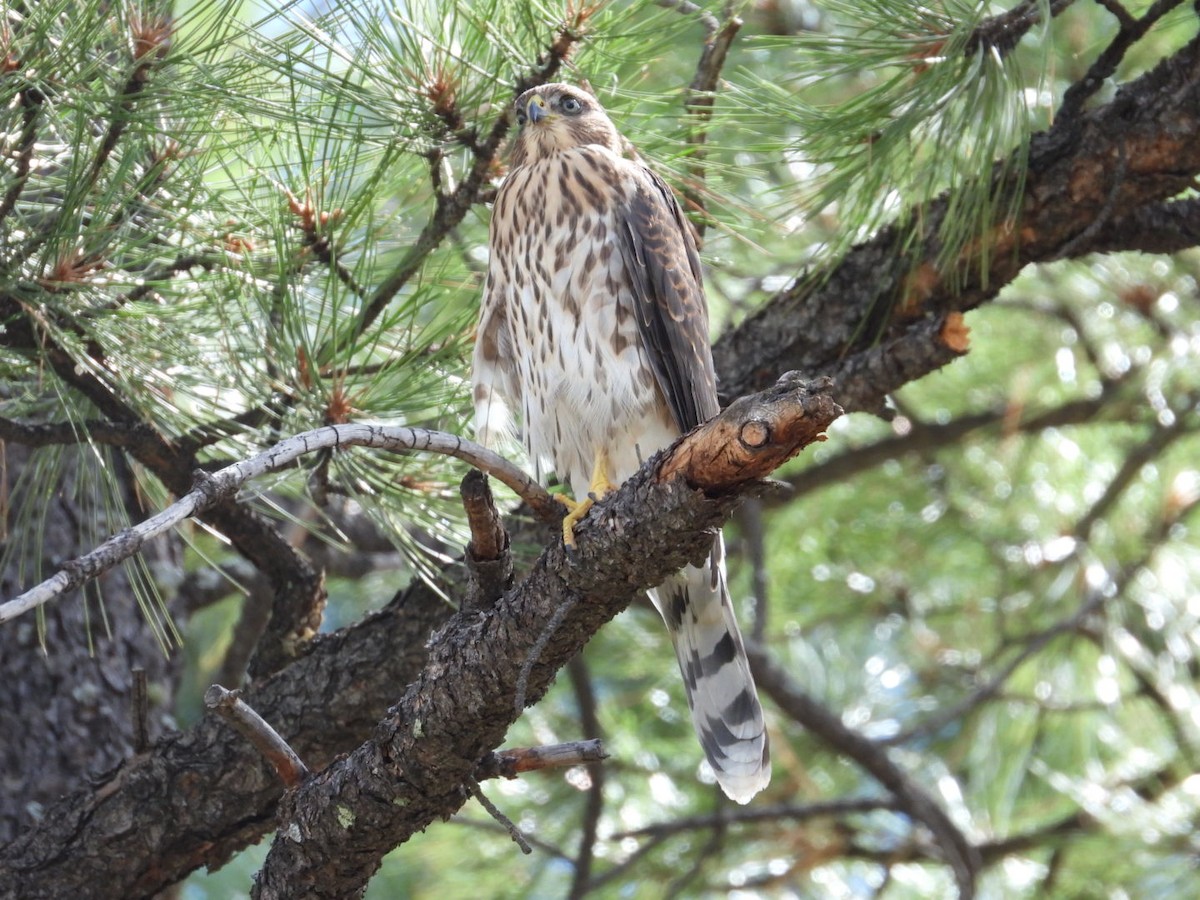 Cooper's Hawk - ML603174131