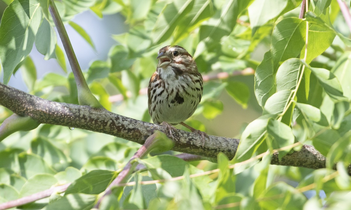 Song Sparrow (melodia/atlantica) - ML603174831