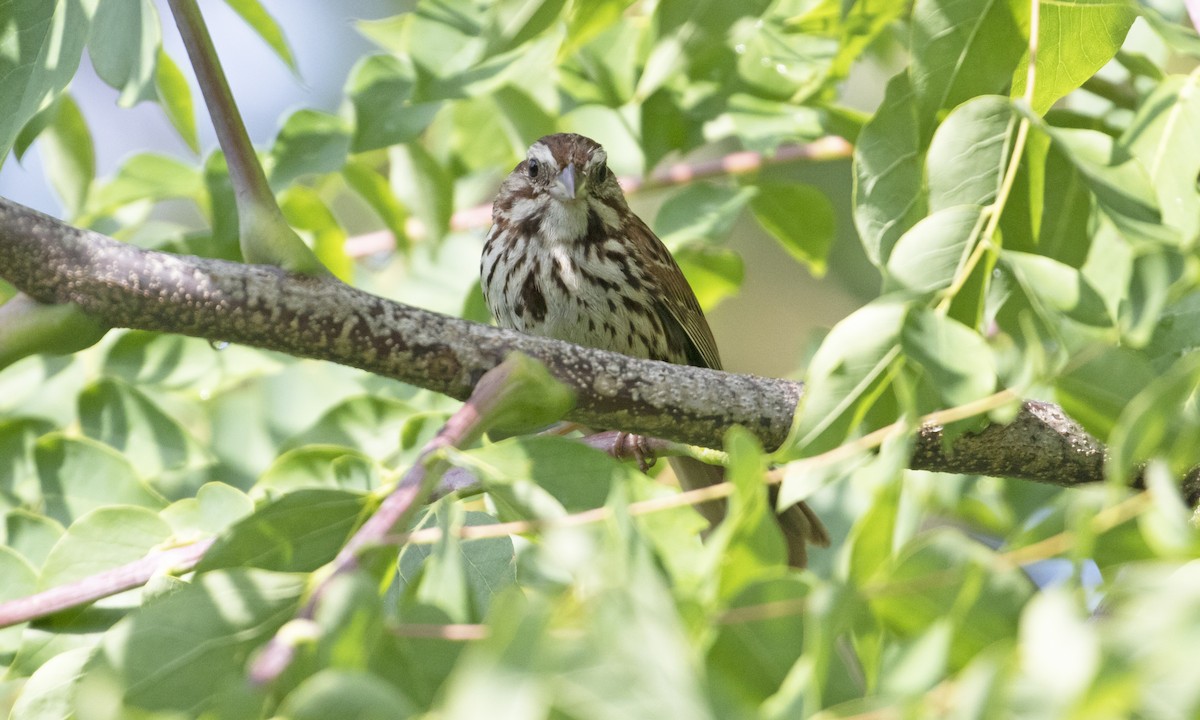 Song Sparrow (melodia/atlantica) - ML603174841