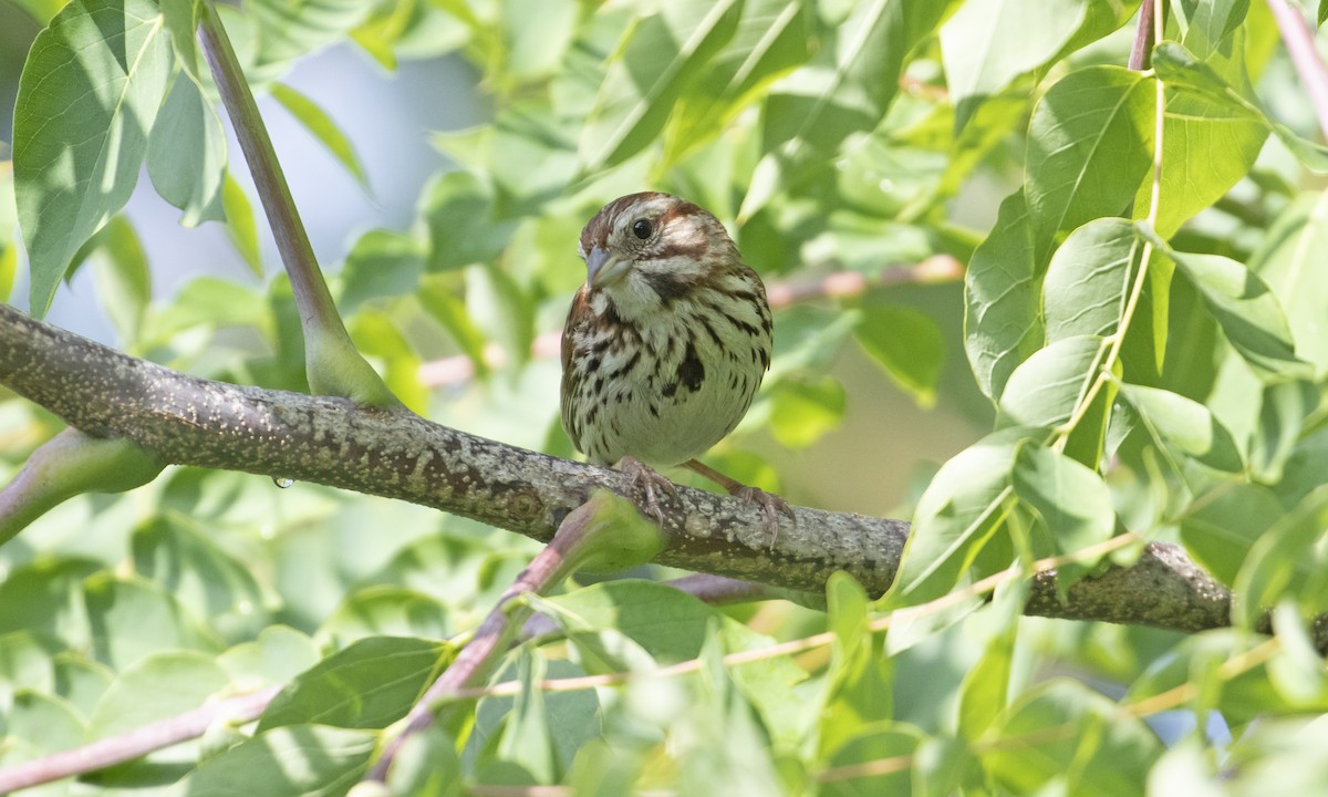 Song Sparrow (melodia/atlantica) - ML603174851