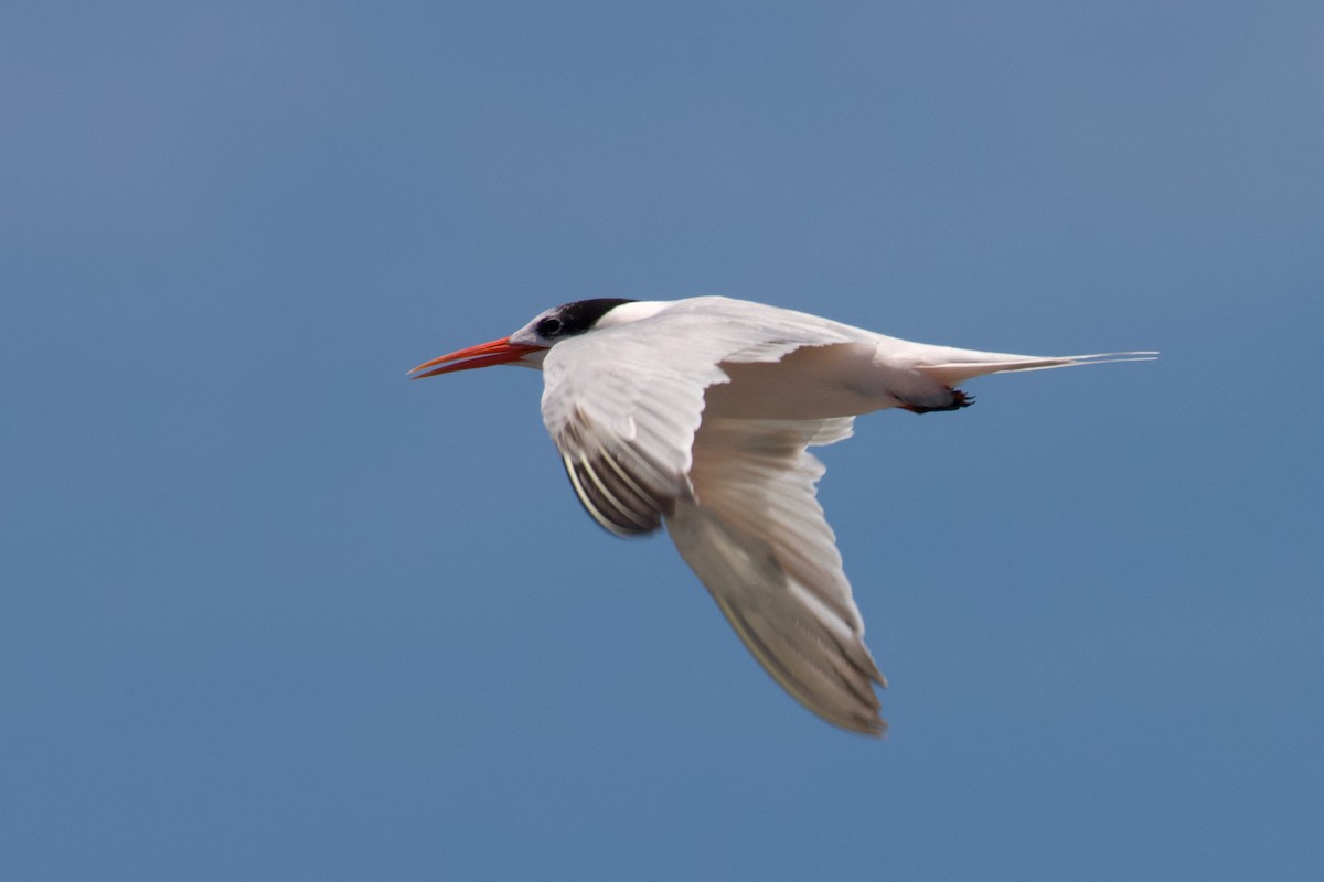 Elegant Tern - ML603175041