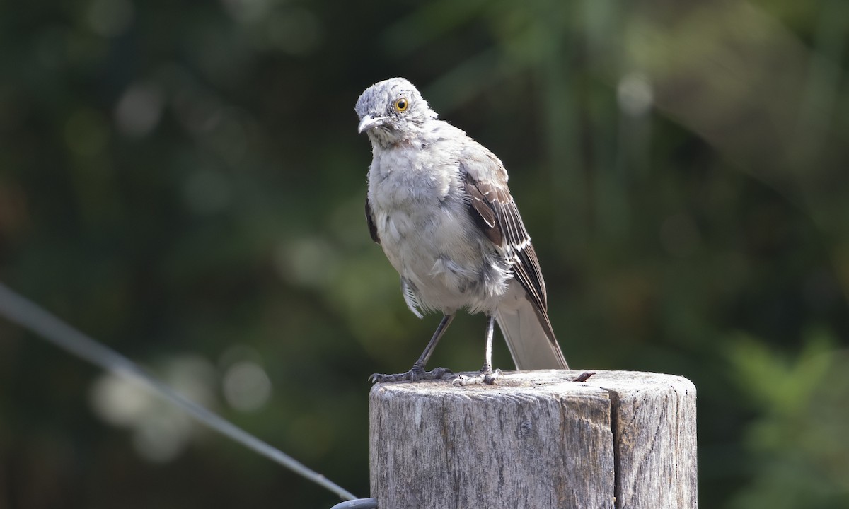 Northern Mockingbird - Heather Wolf