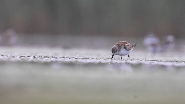 Western Sandpiper - ML603176231