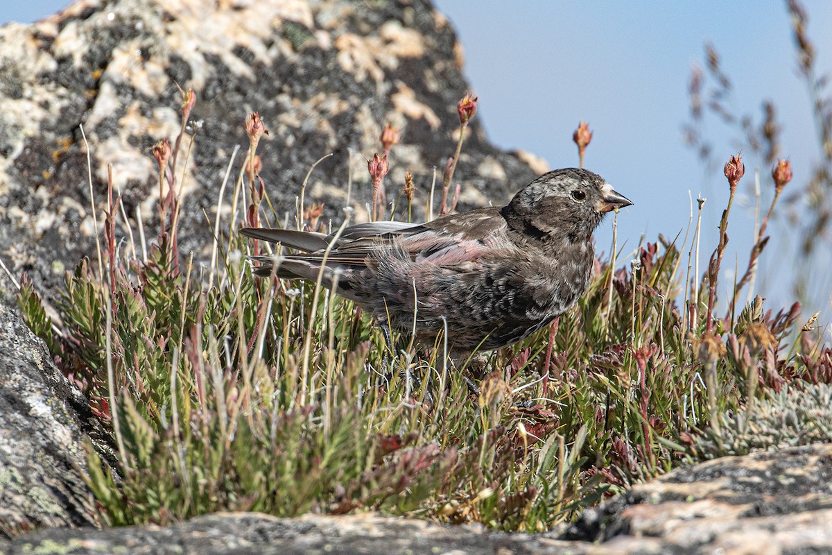 Black Rosy-Finch - Garrett Little