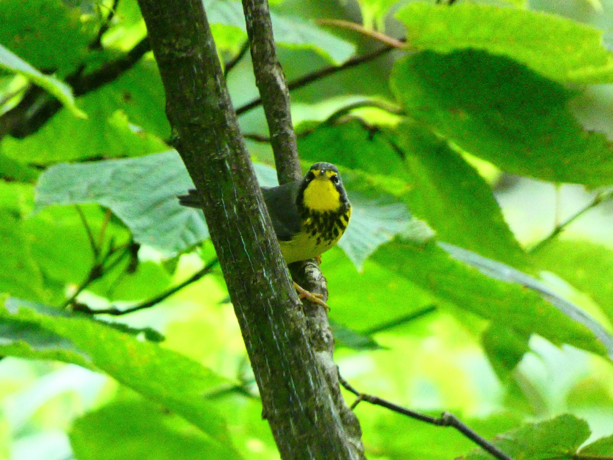 Canada Warbler - ML603178451