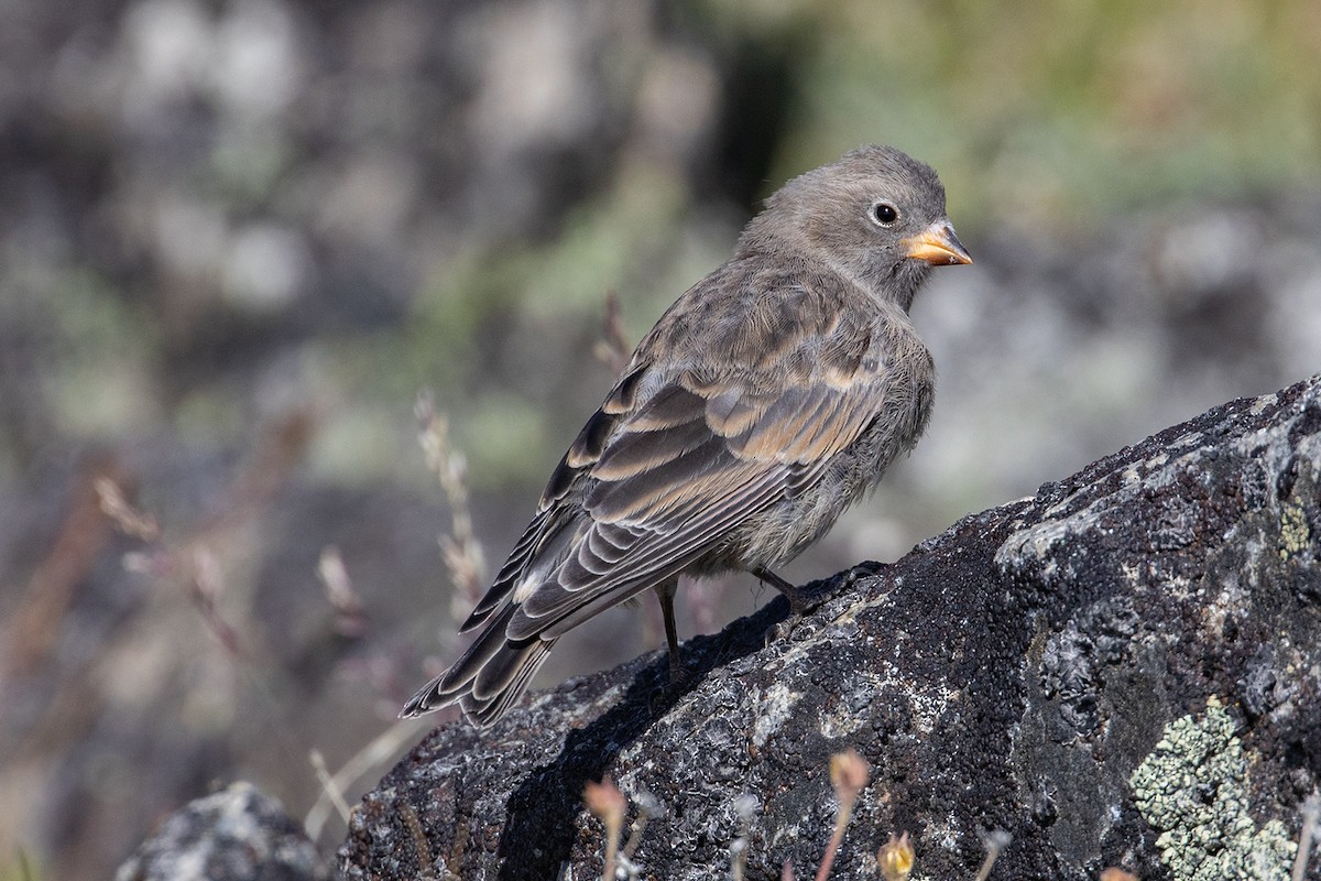 Black Rosy-Finch - Garrett Little