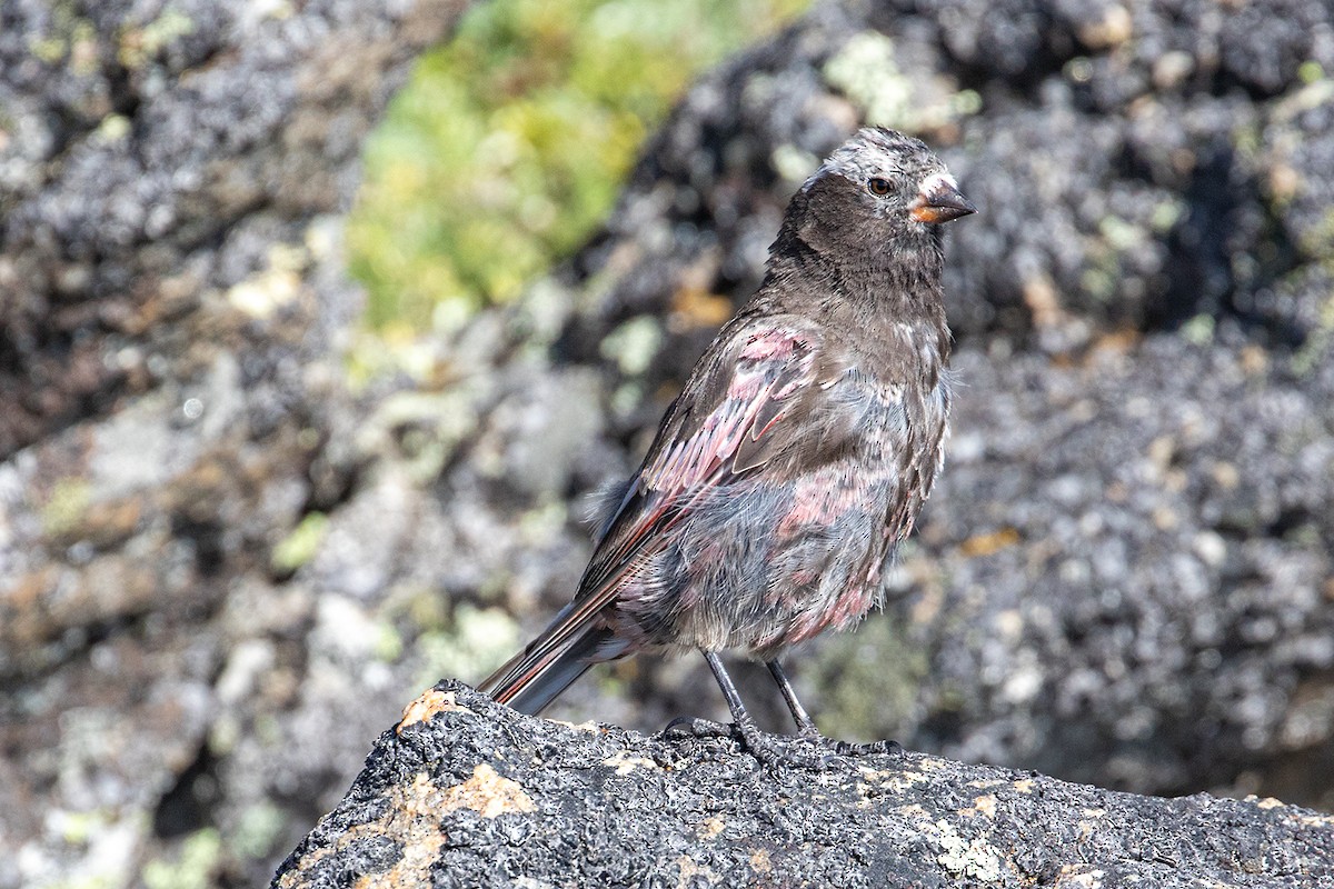 Black Rosy-Finch - ML603178791