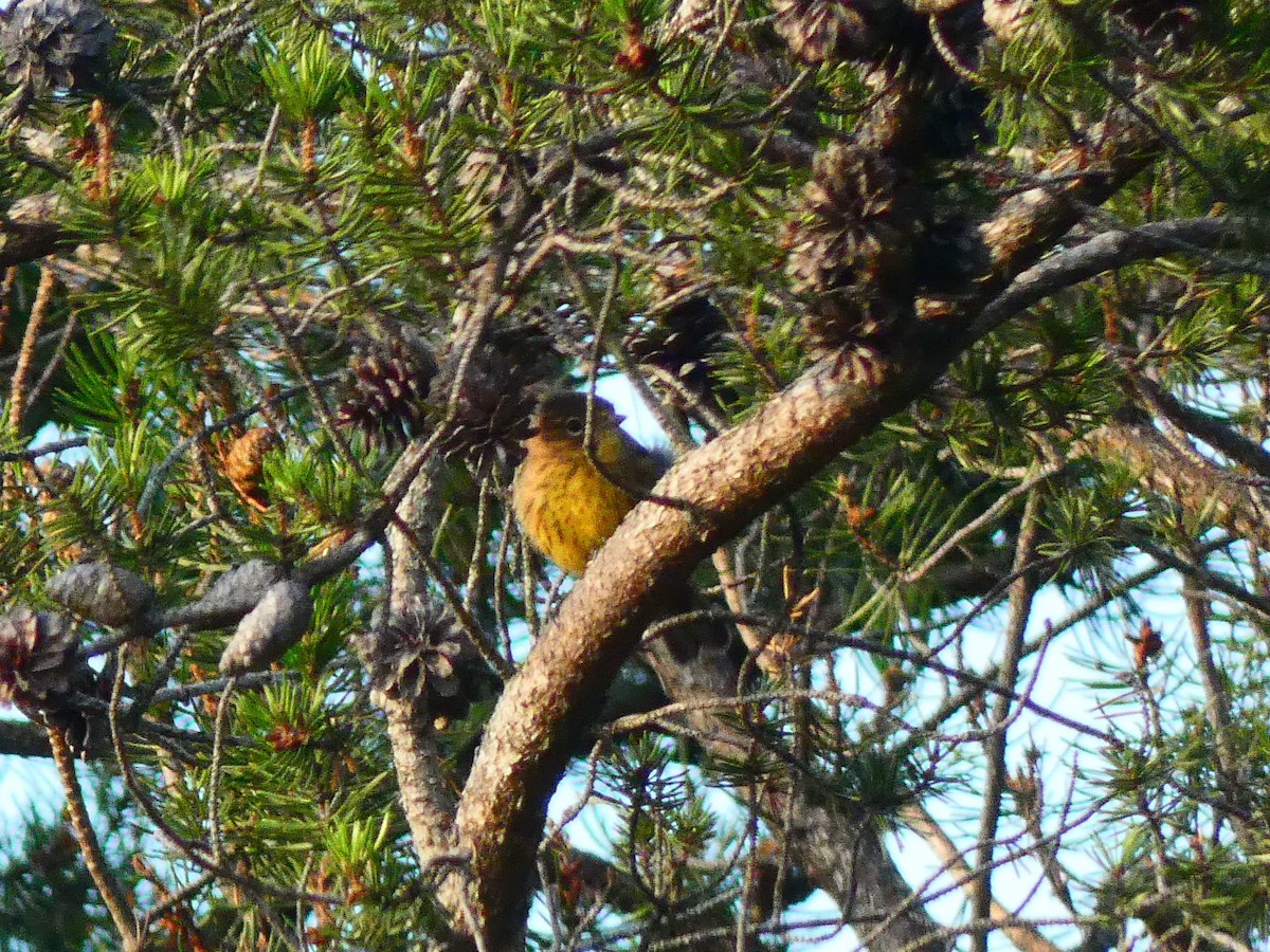 Kirtland's Warbler - ML603178871