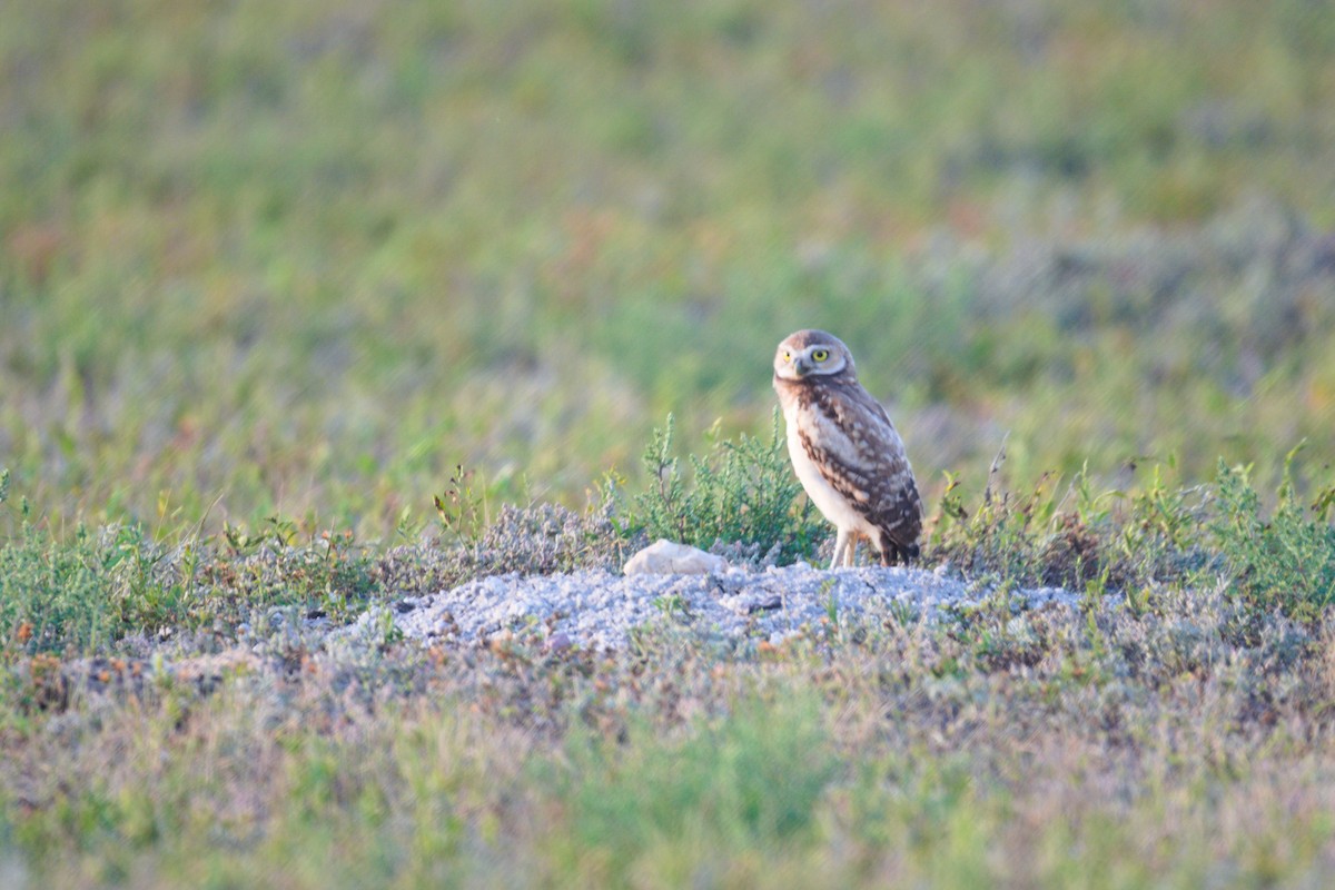 Burrowing Owl - ML603179221