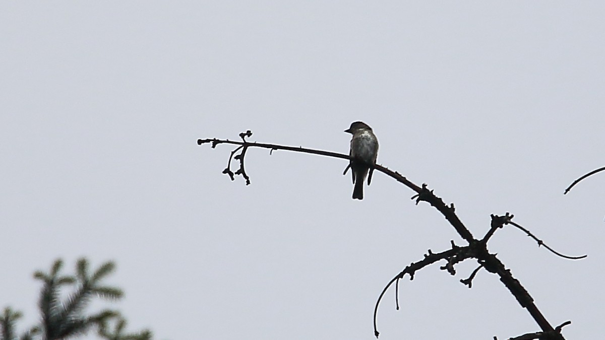 Olive-sided Flycatcher - ML603179371