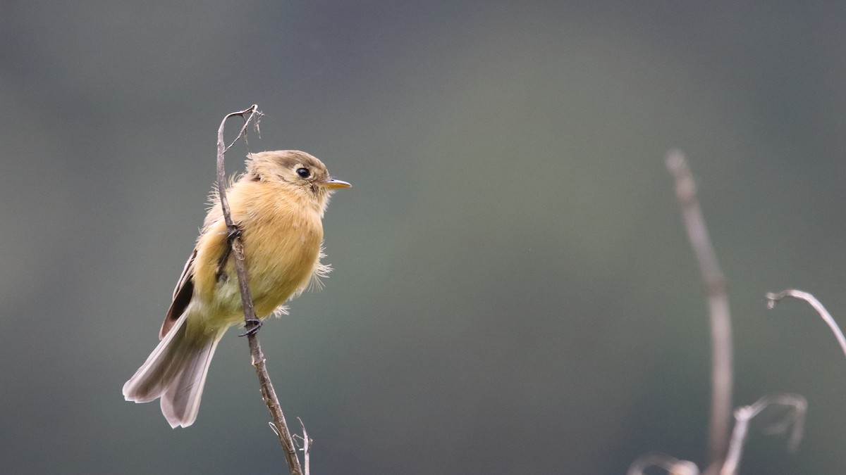 Buff-breasted Flycatcher - ML603179531