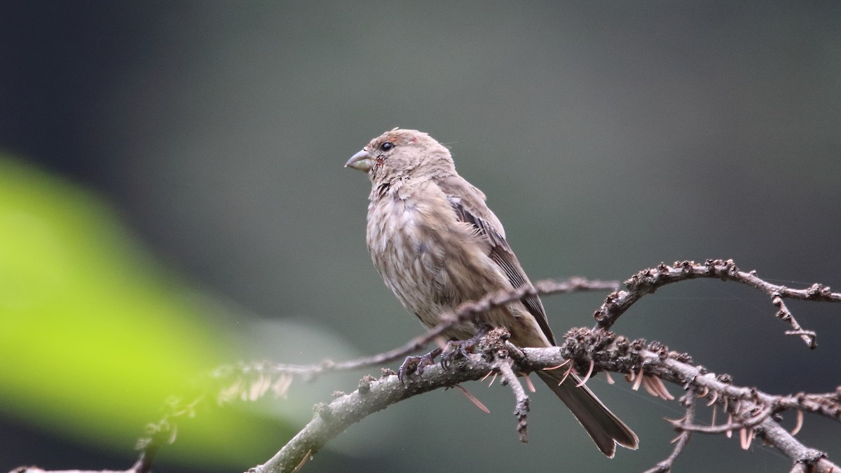 House Finch (Common) - ML603179771
