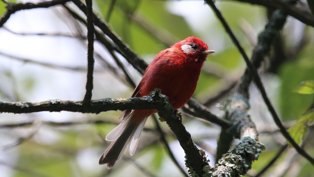 Red Warbler (White-cheeked) - ML603179821