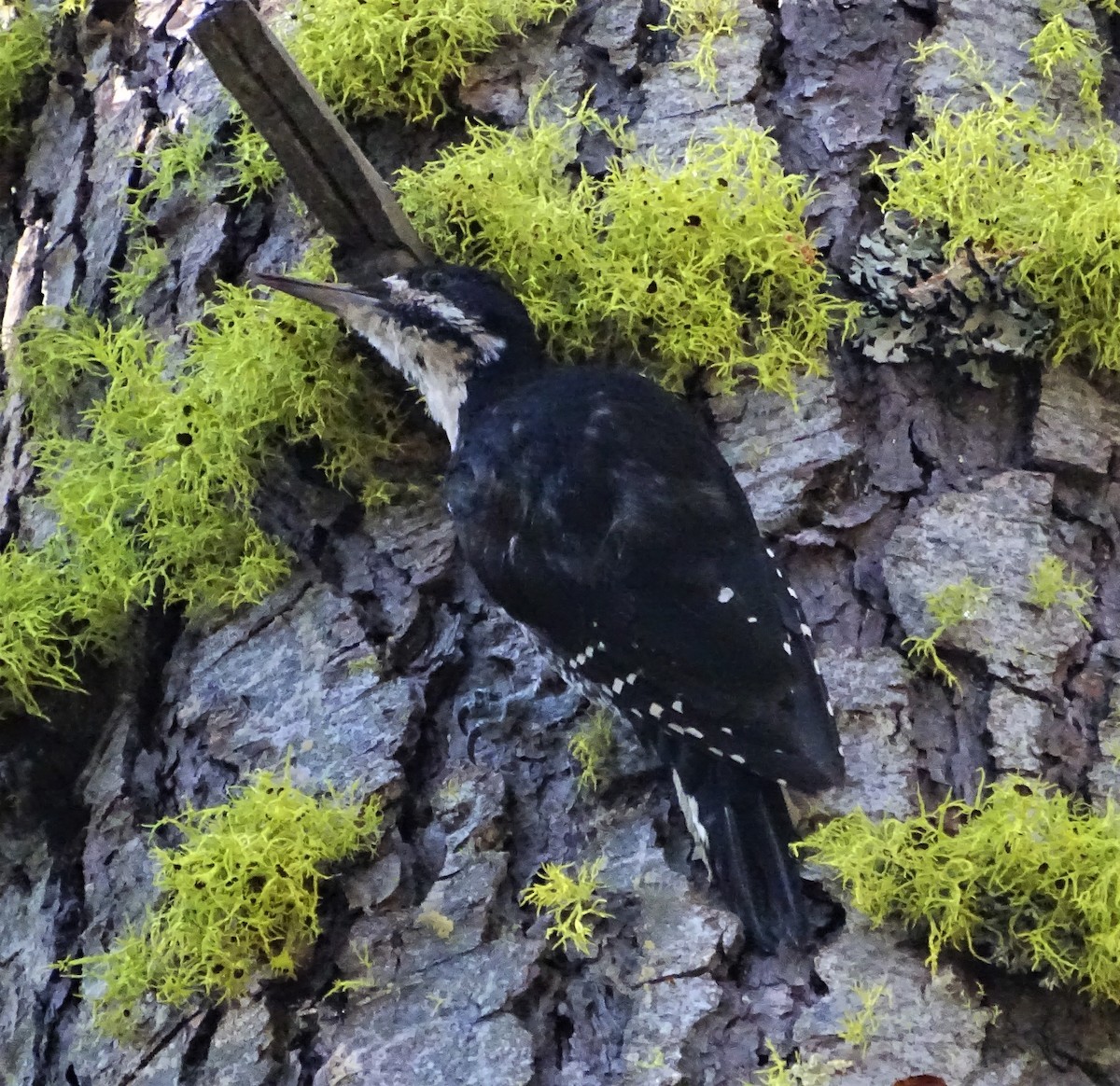 Black-backed Woodpecker - ML603179831