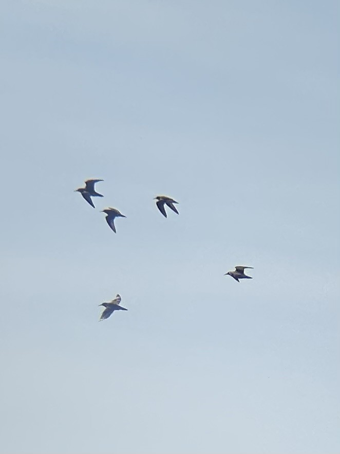 Pectoral Sandpiper - ML603179981